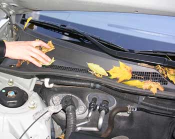 Leaves on the cowl panel